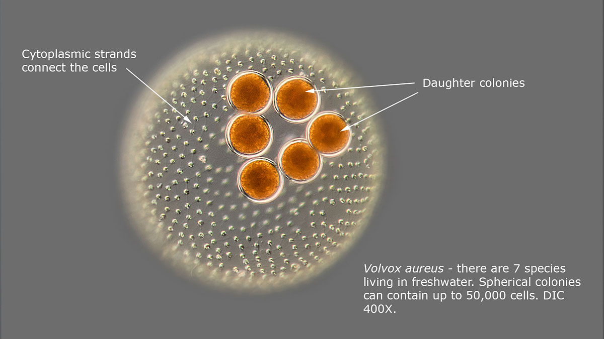 Volvox aureus by DIC microscopy with daughter colonies Roberrt Berdan ©