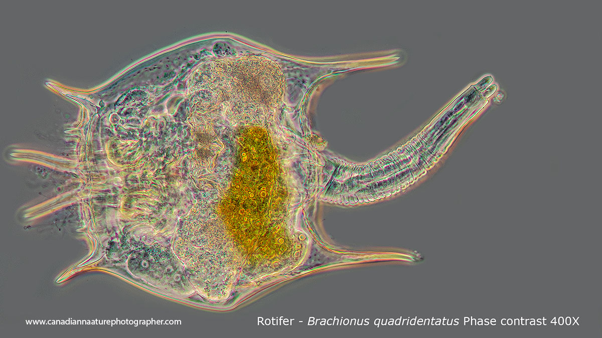 Brachionus quadridentatus. Phase contrast microscopy 400X Robert Berdan ©