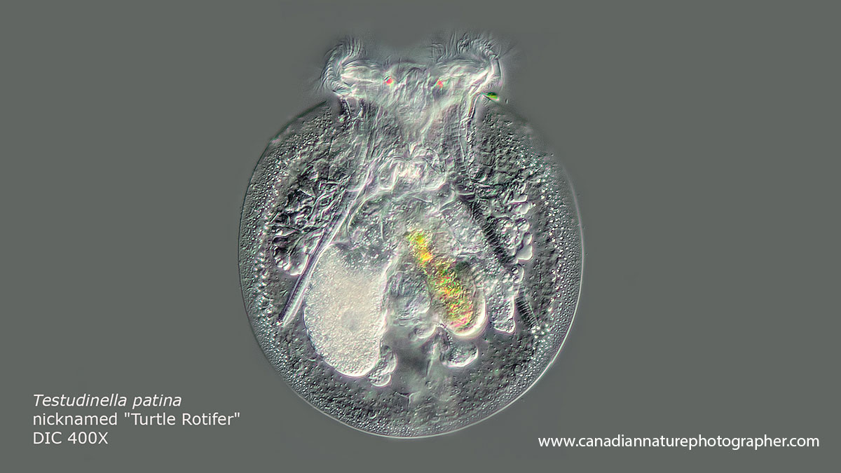 Testudinella patina also called the turtle rotifer DIC microscopy Robert Berdan ©