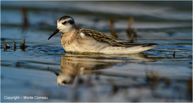 Wilson's Phalarope by Monte Comeau ©