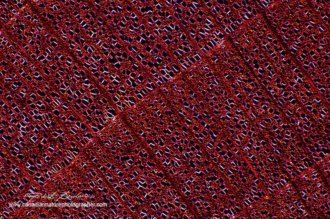 Cross section through a section of Basswood (hard wood) Polarized light microscopy 40X Moticam ProS5Lite Robert Berdan ©