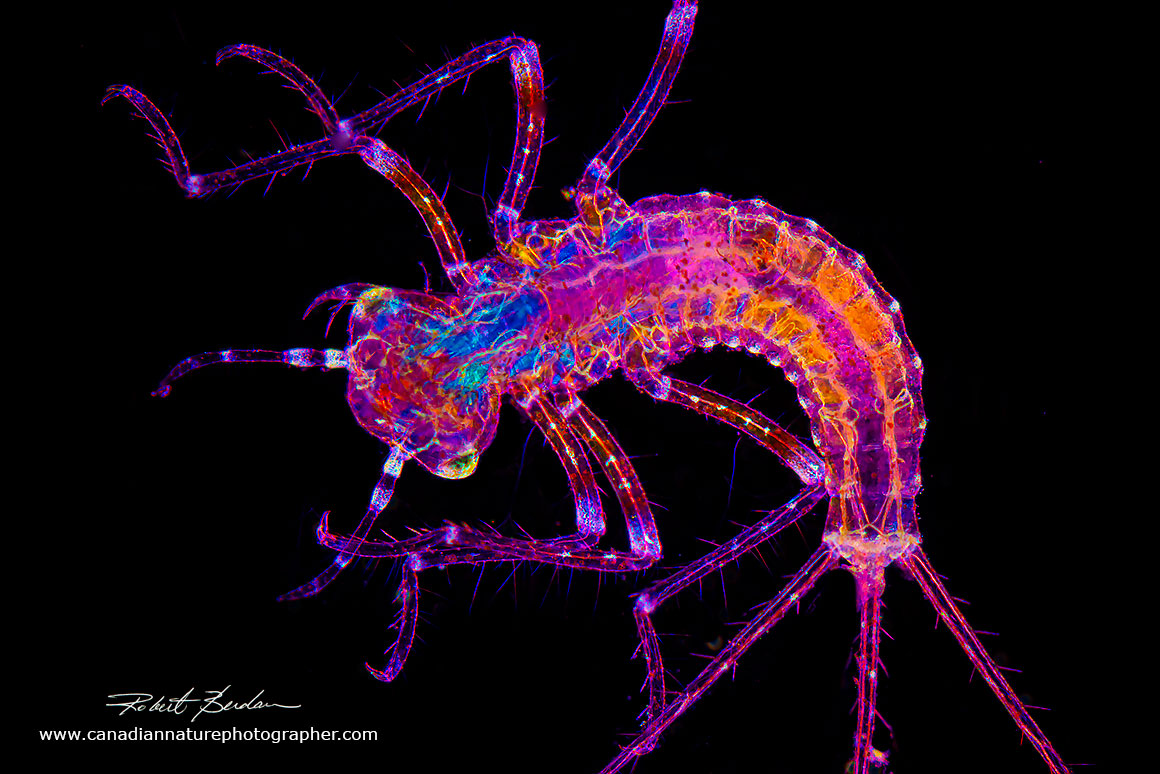 Damsel fly larvae Polarized light 40X  Robert Berdan ©