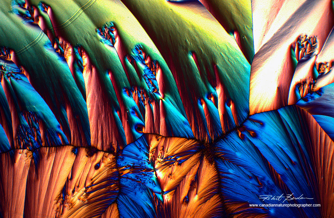 Vitamin C crystals 100X Polarized light photographed with the Moticam ProS5 Lite camera Robert Berdan ©