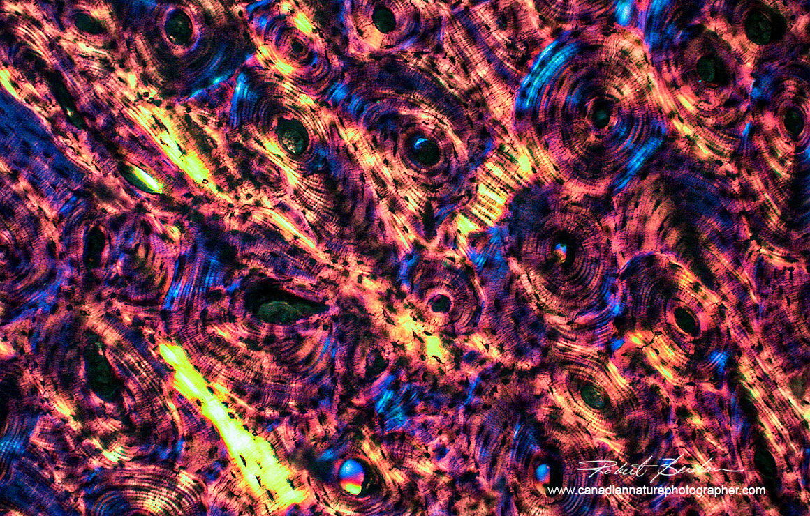 Ground bone in Polarized light with a full wave compensator. Moticam ProS5Lite camera 100X Robert Berdan ©