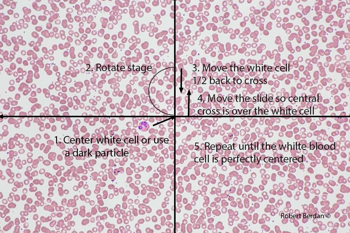 Procedure for centering a polarizing microscope objective using a white blood cell smear Robert Berdan ©