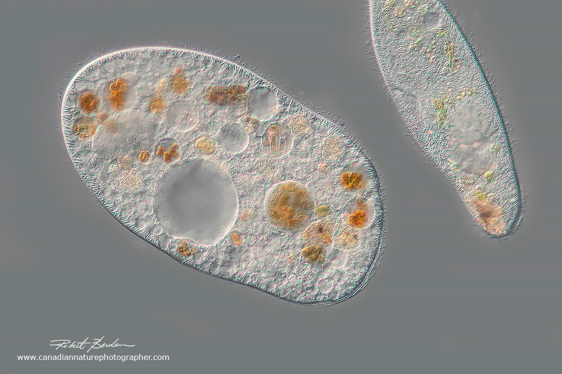 majority of ciliates appear colourless with some brown or green food vacuoles by Robert Berdan ©