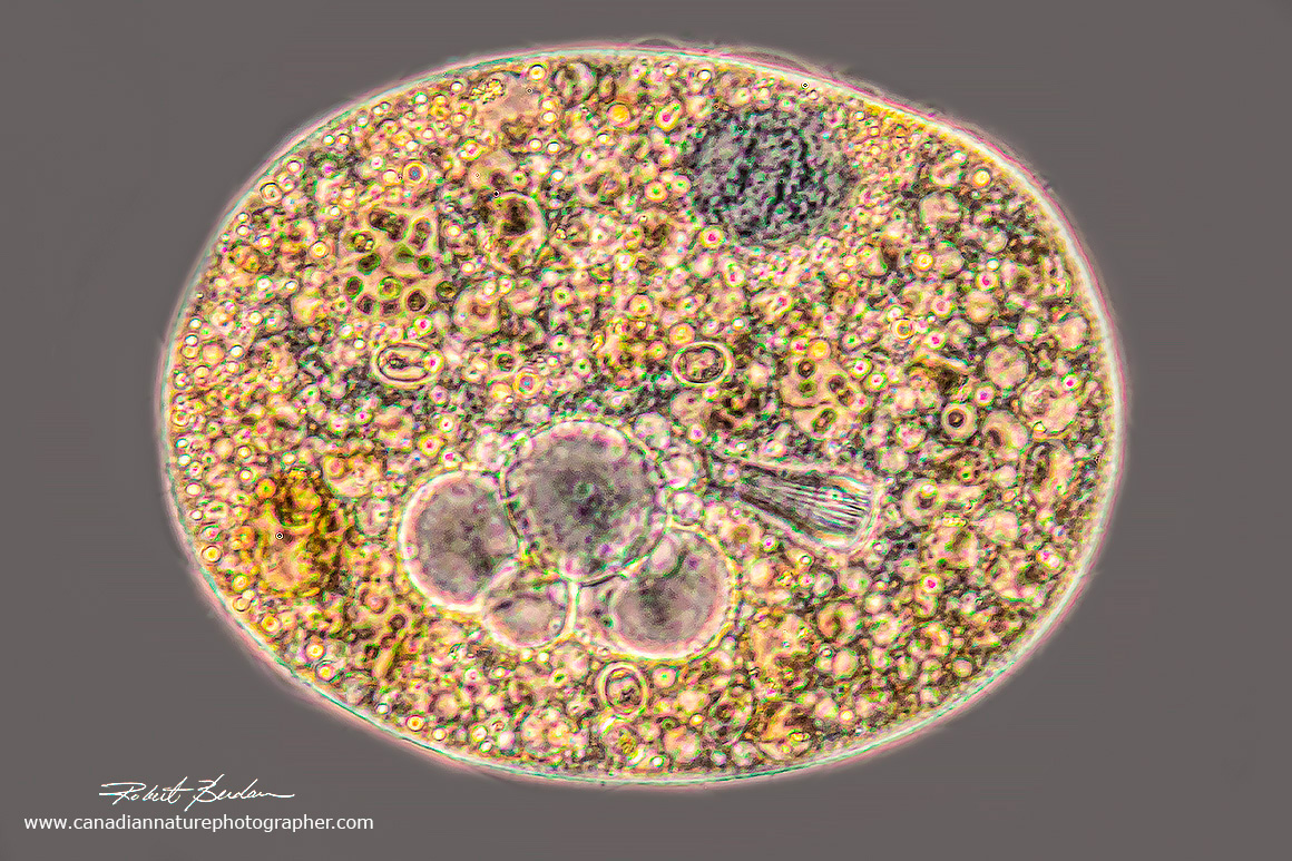 Nassulid sp ciliated via Phase contrast microscopy by Robert Berdan ©