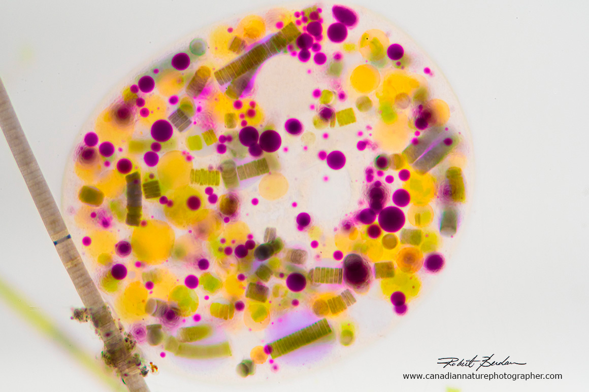 Nassulid species - ciliate with coloured granules by Robert Berdan ©
