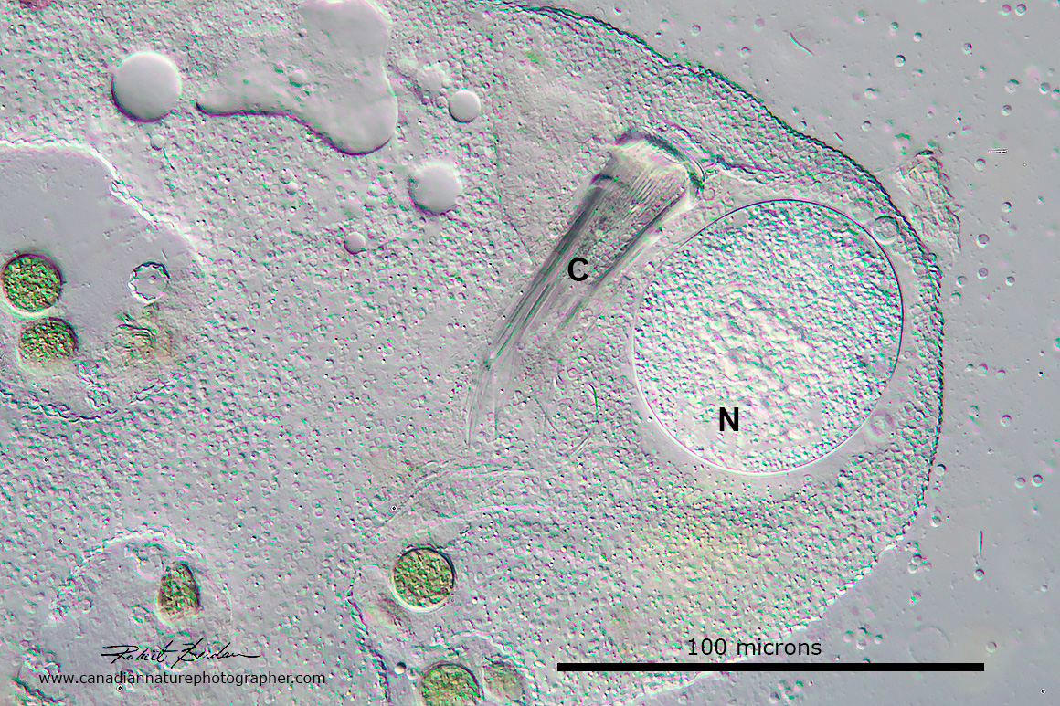 Exploded Nassulid showing the cyrtos and Nucleus - no trichocysts (extrusomes) are visible. 200X DIC by Robert Berdan ©
