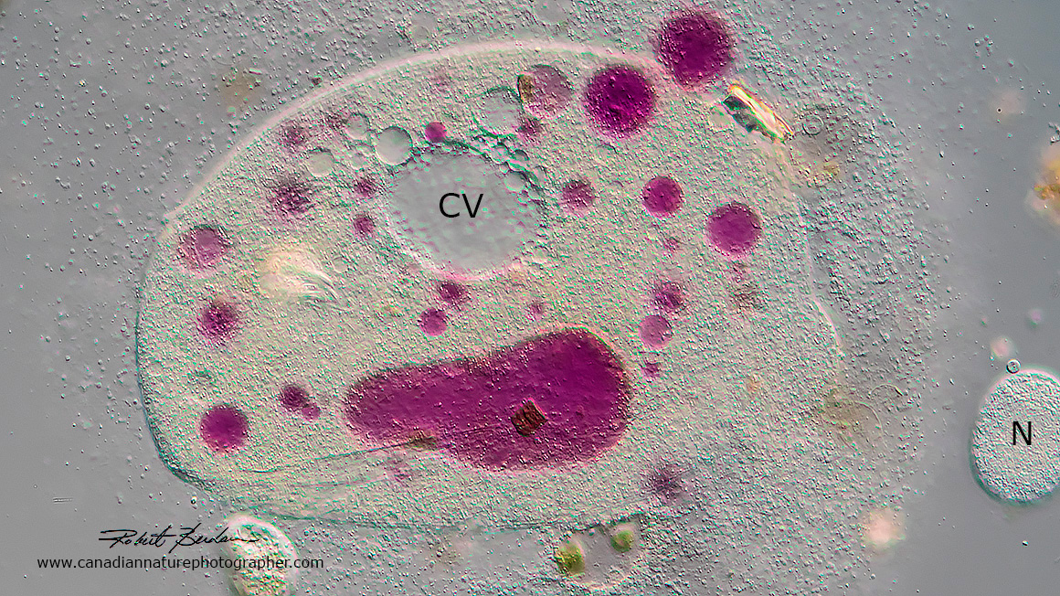 Exploded Nassulid showing the centrally located contractile vacuole, by Robert Berdan ©