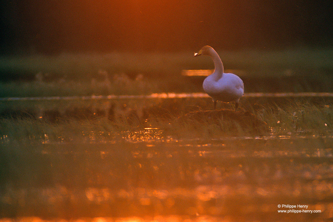 Female whooper swan by Philippe Henry ©