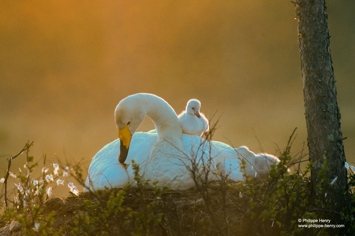 Whopper swan and cygnets by Philippe Henry ©