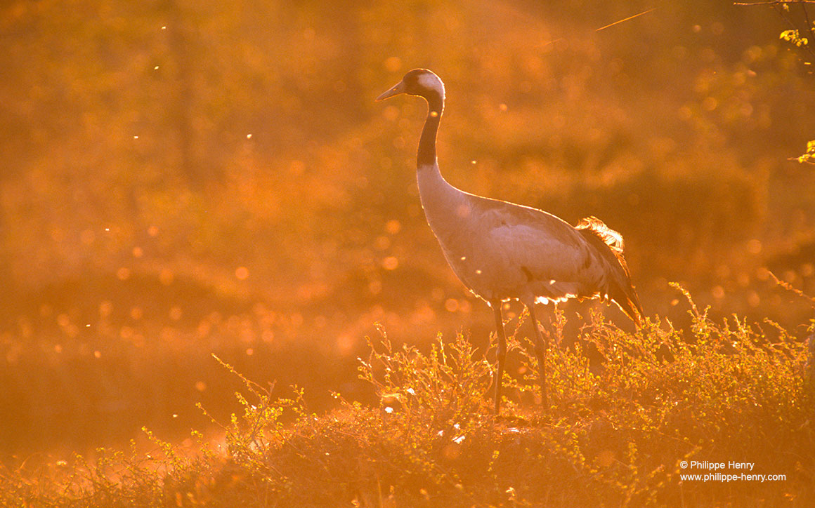 Common cranes (Grus Grus) by Phiippe Henry ©