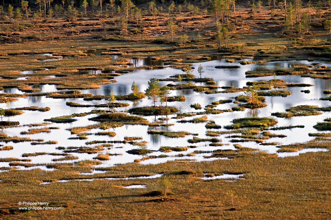 whooper swans nest on swampy wetlands  by Philippe Henry ©