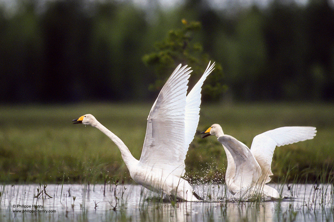 Whooper Swans by Philippe Henry ©