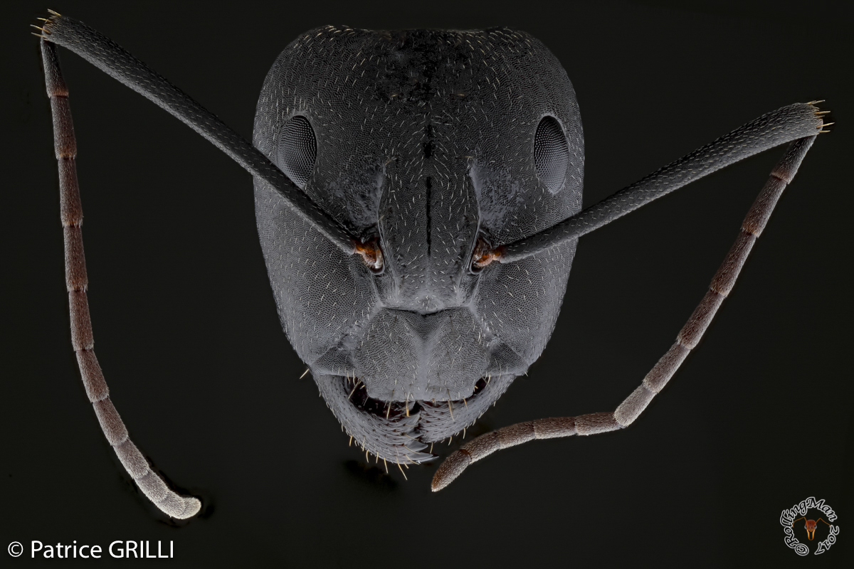 Camponotus sp - ant by Patrice Grilli ©