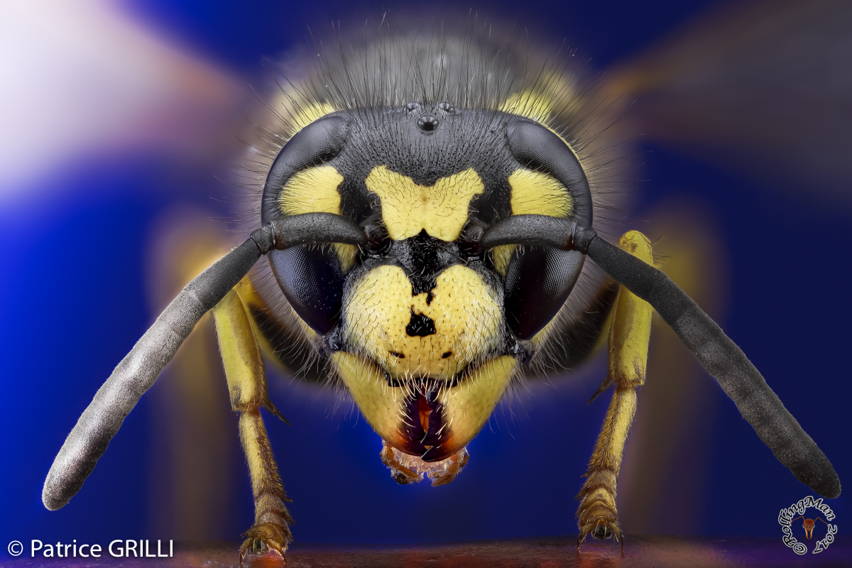 Vespula germanica: wasp by Patrice Grilli ©