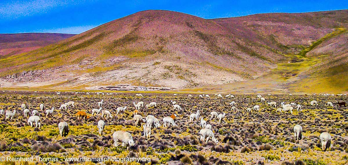 Lamas and Alpacca heards along the road in Peru by Reinhard Thomas ©
