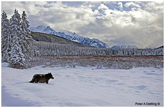 Wolf crossing Bow Valley Parkway in Banff National Park by Peter Dettling ©