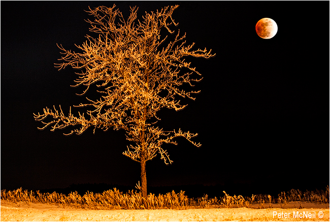 Lunar Eclipse by Peter McNeil ©