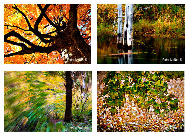 Montage of photos by Peter McNeil ©