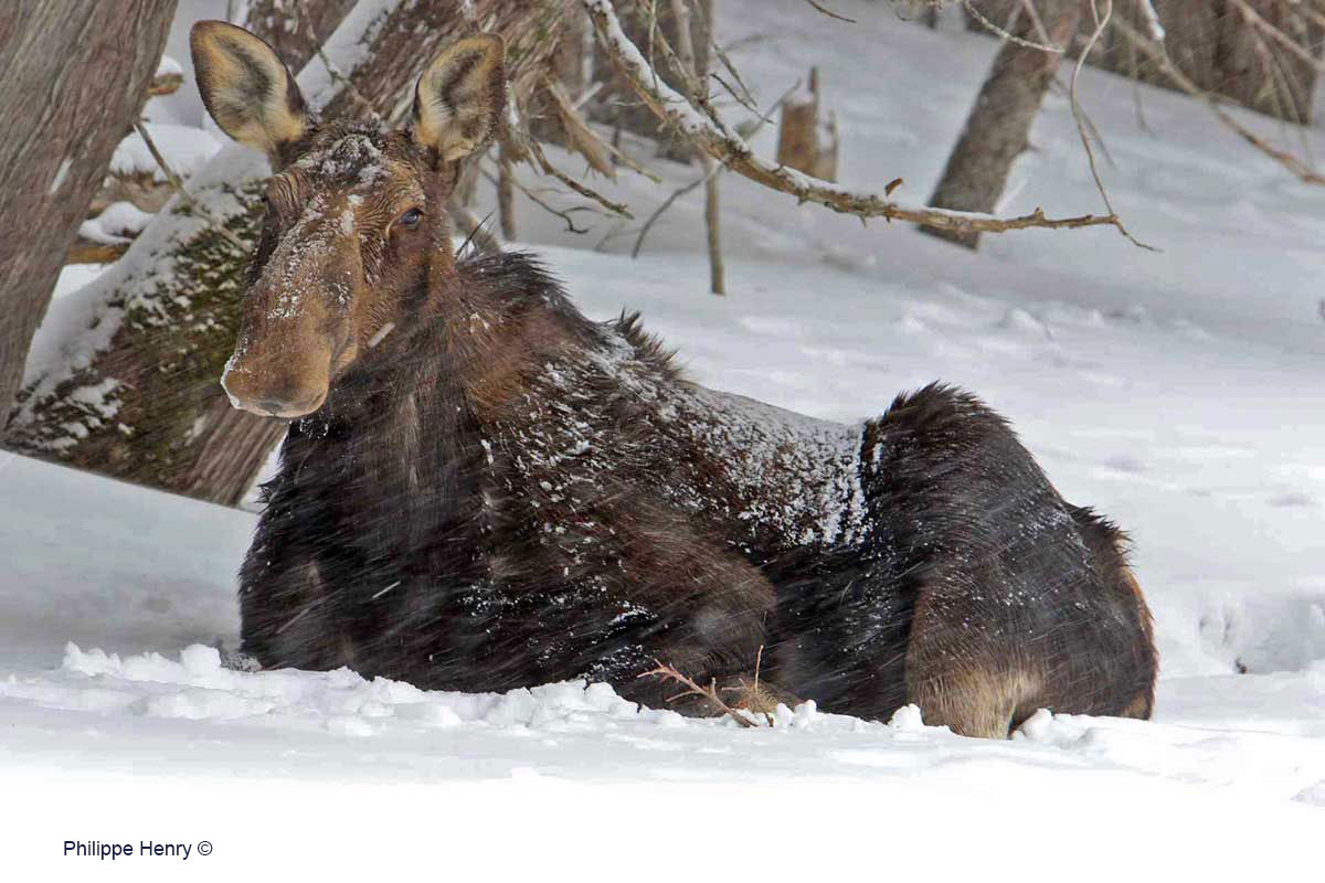 A female moose rests under a snow fall by Philippe Henry ©