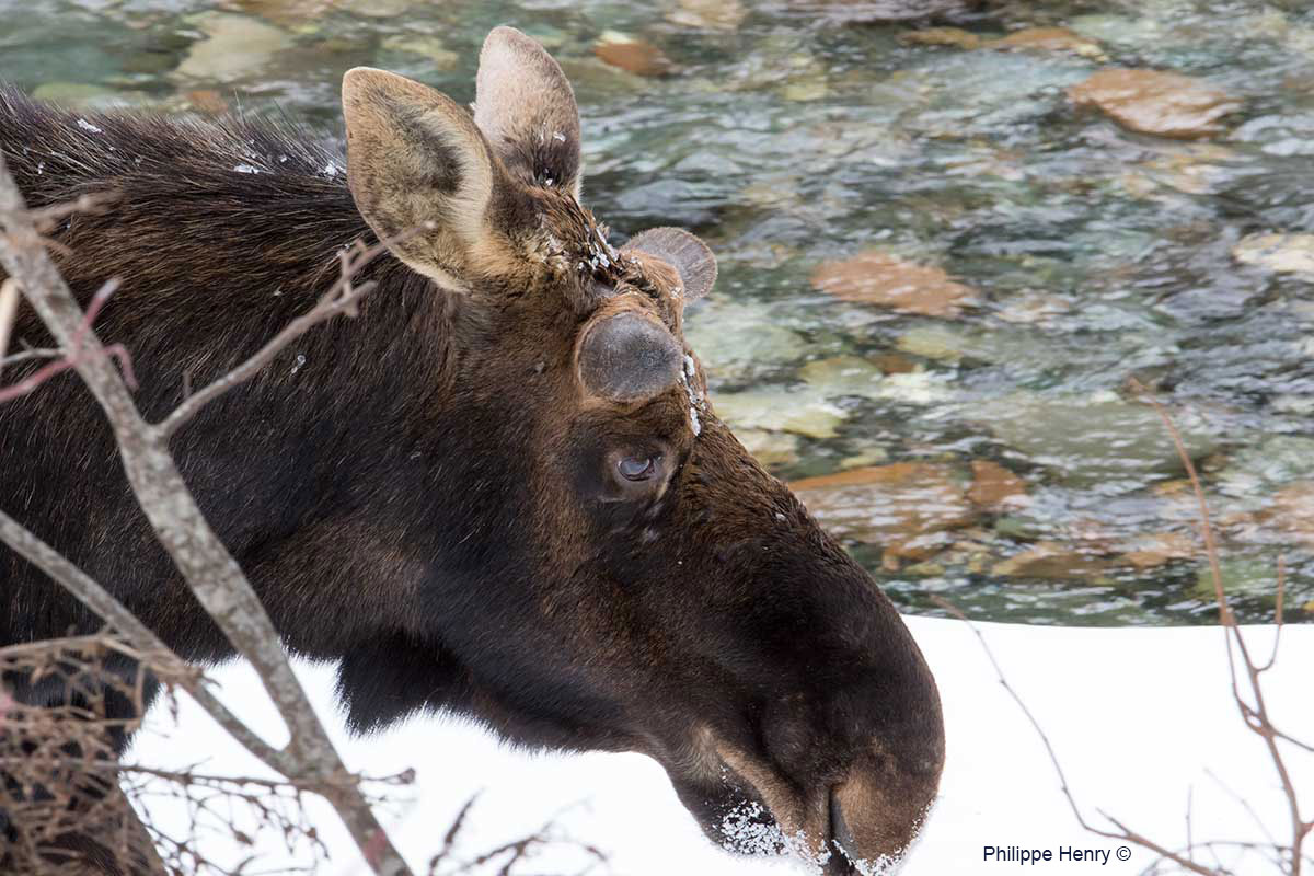 Bull moose with growing antlers in April by Philippe Henry ©