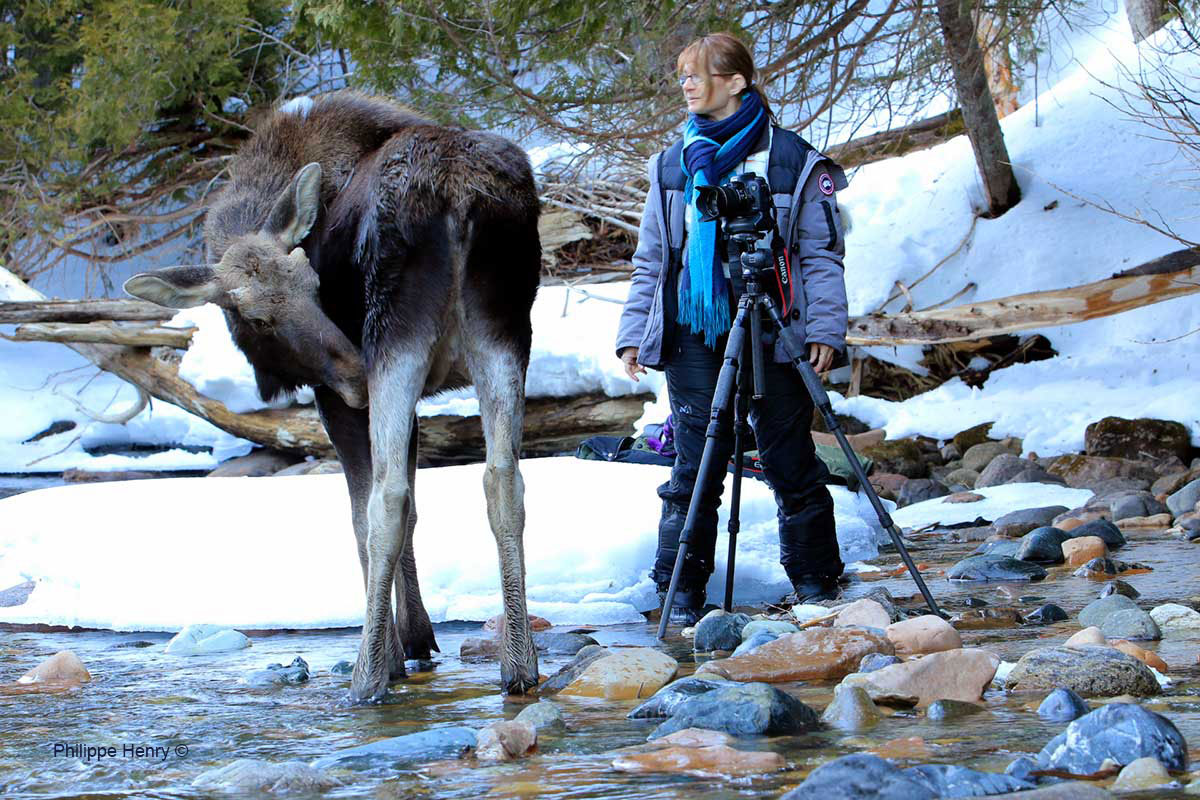 Véronique Amiard in the company of a 10 month old bull moose by Philippe Henry ©