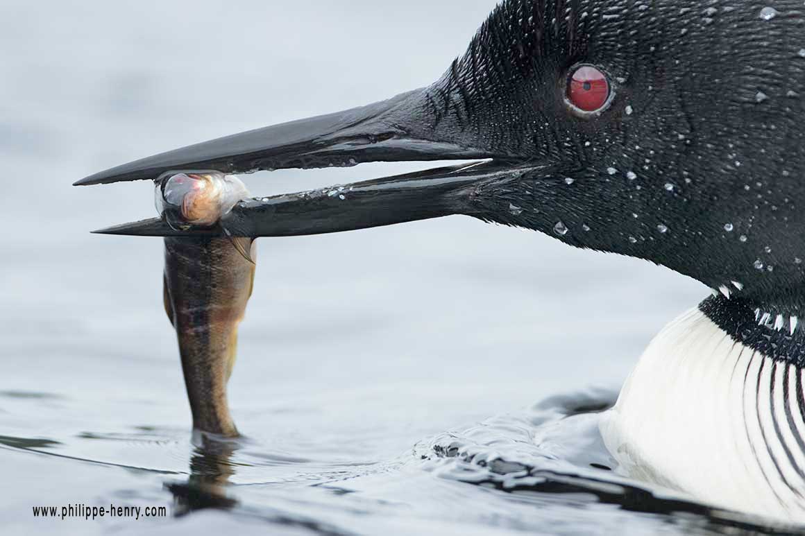 common loon by Philippe Henry ©