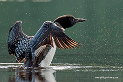 Common Loon by Philippe Henry ©