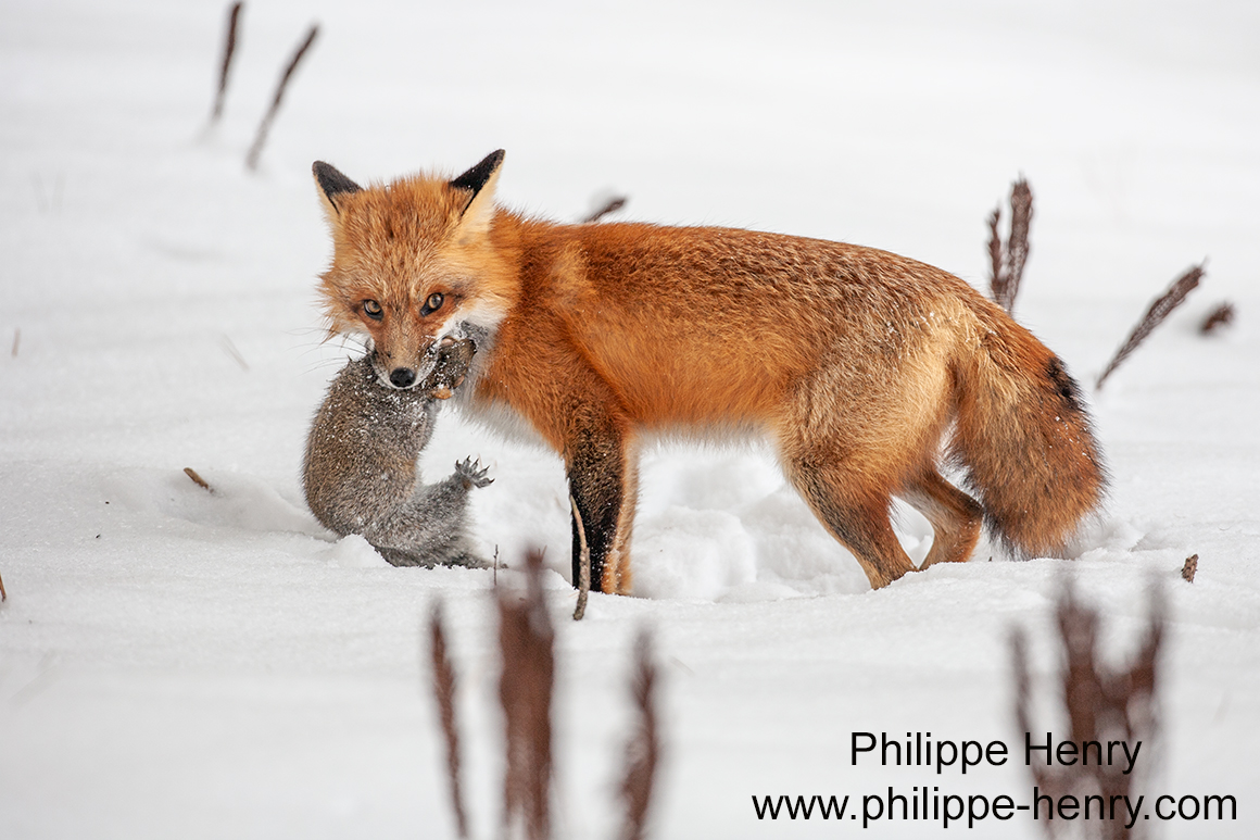 Philippe Henry Squirrel ©