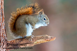 Squirrel by Philippe Henry ©