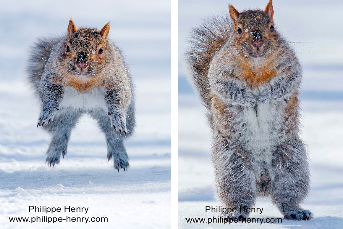 Philippe Henry Squirrel ©