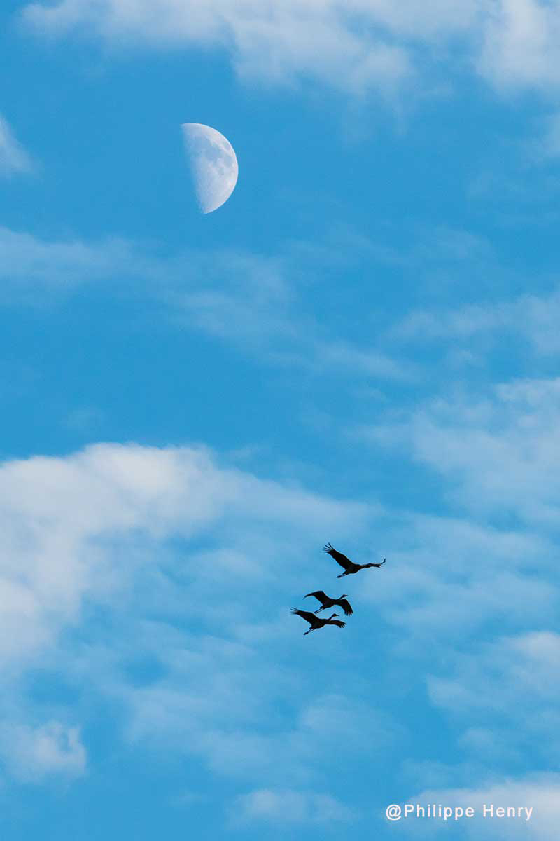 Sandhill cranes in flight by Phillipe Henry ©