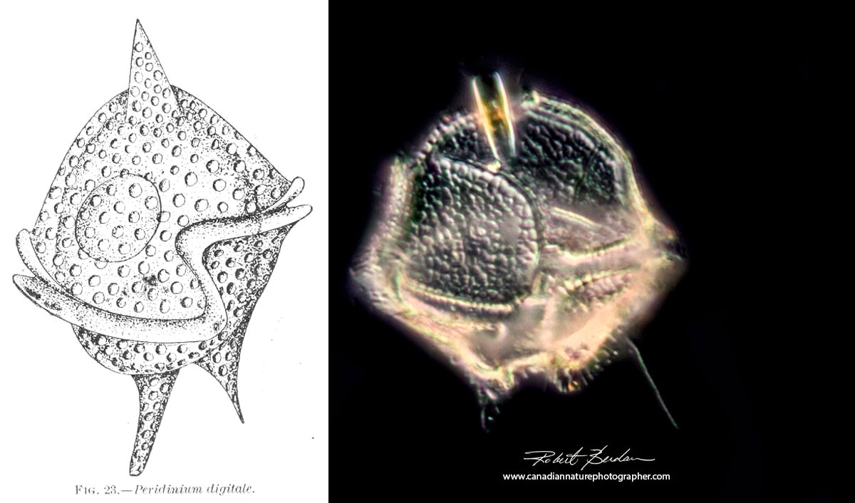 Peridinium sp of Dinoflagellate Darkfield by Robert Berdan ©
