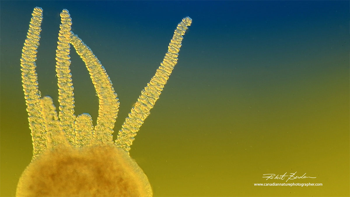 Hydra tentacles - Rheinberg lighting by Robert Berdan ©