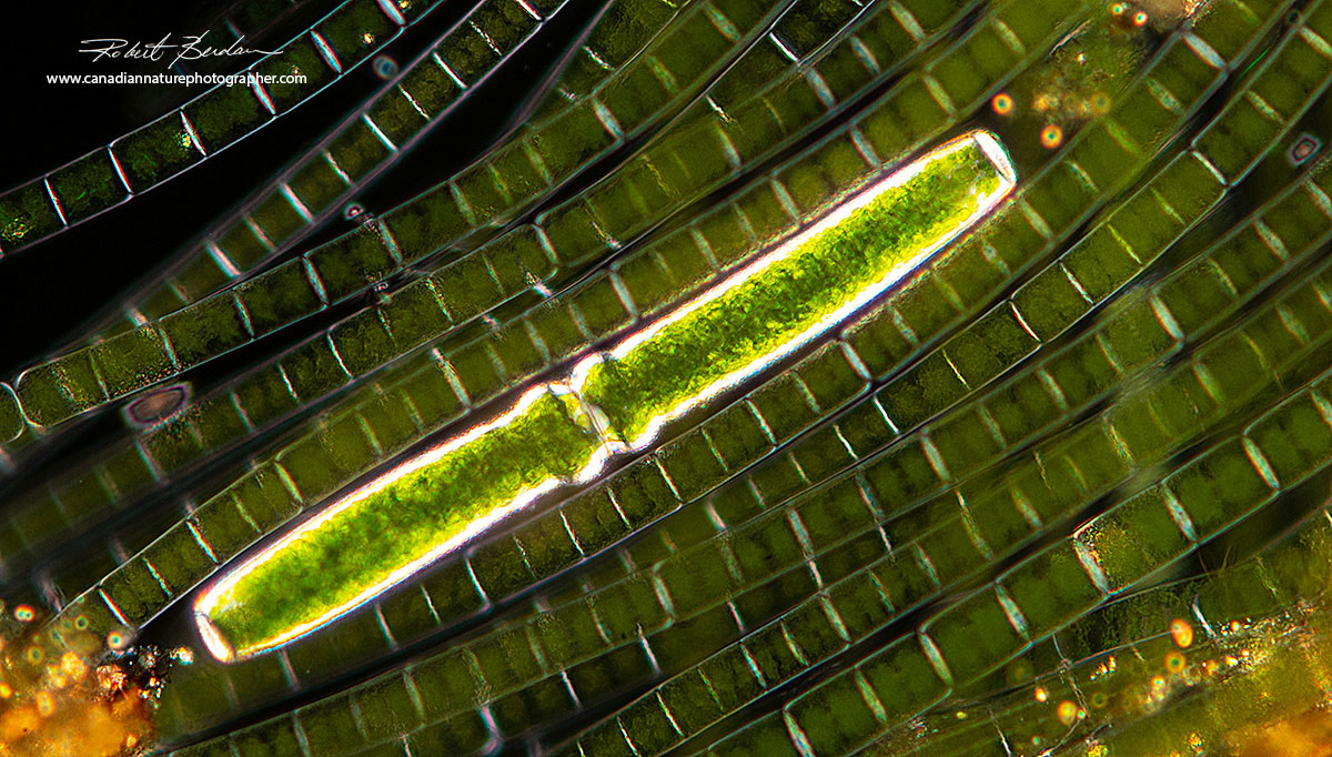 Pleurotaenium sp is a desmid and Microspora sp Robert Berdan ©