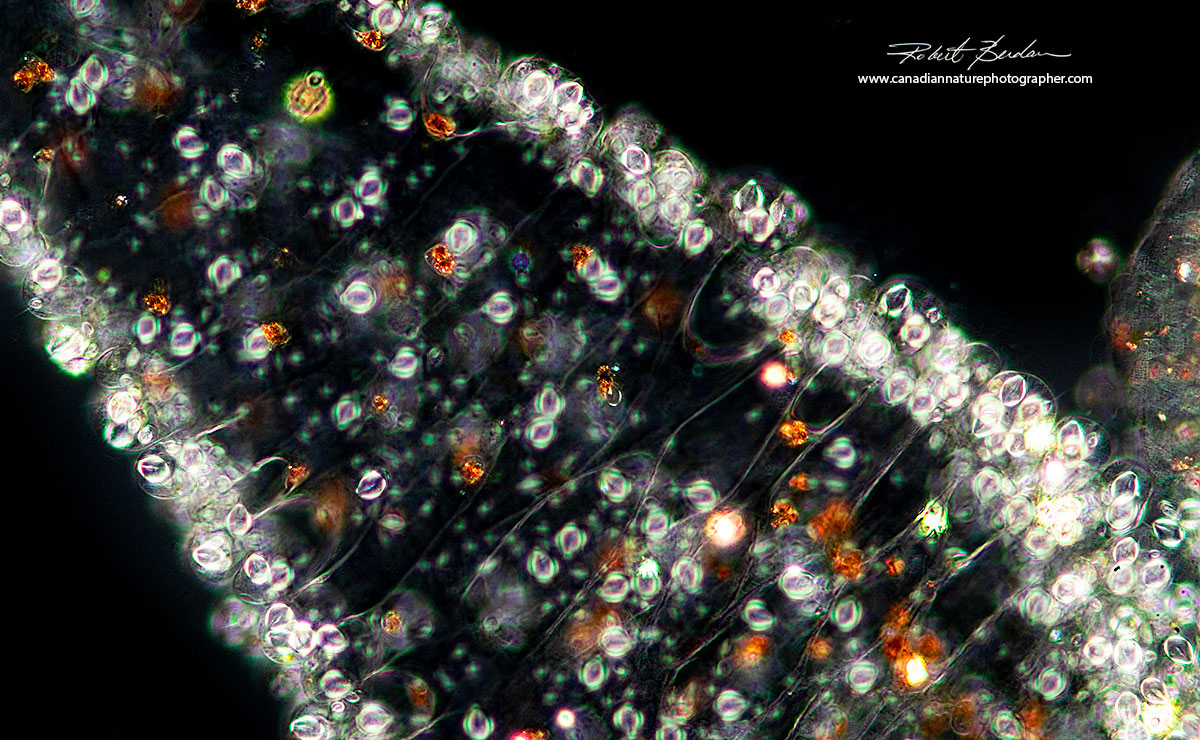 Hydra tentacle by polarized light microscopy ©