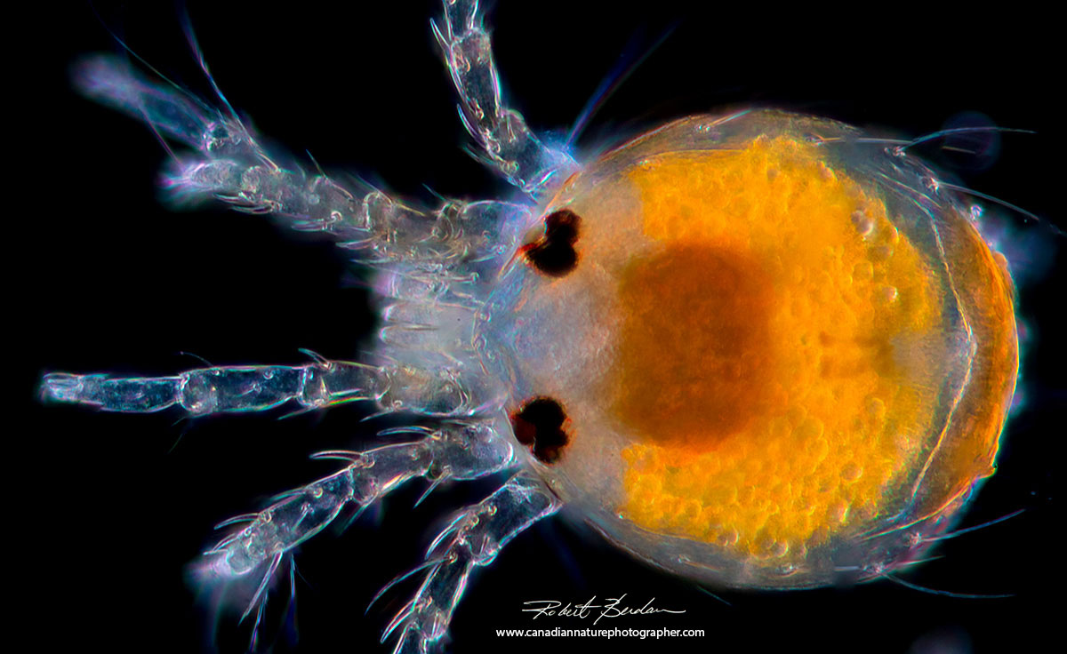 Water mite 100X Darkfield microscopy by Robert Berdan ©