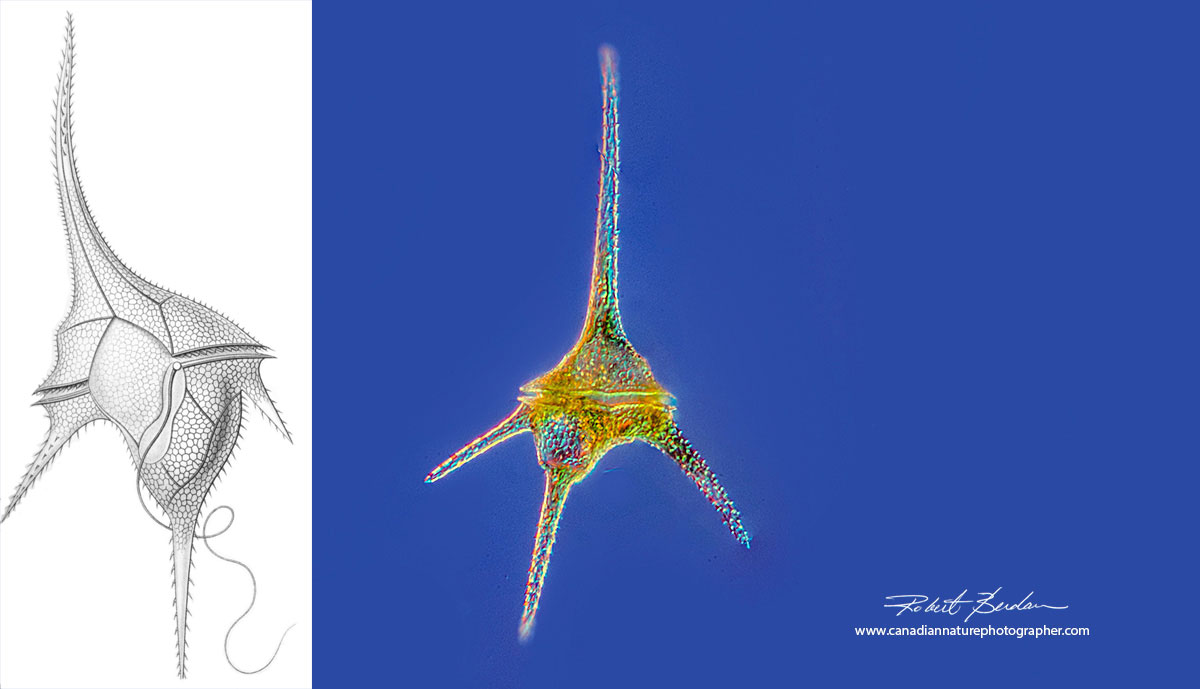 Ceratium hirundinella a common dinoflagellate in ponds and lakes in Alberta by Robert Berdan ©