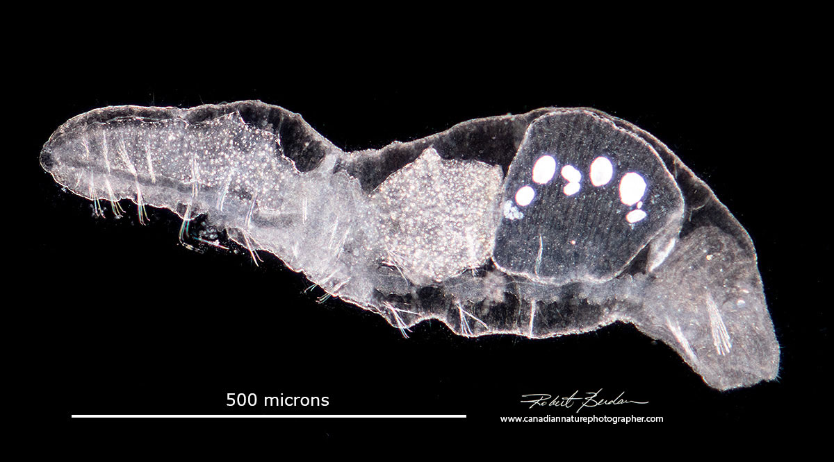 Chaetogaster (Annelida)  Darkfield microscopy by Robert Berdan ©