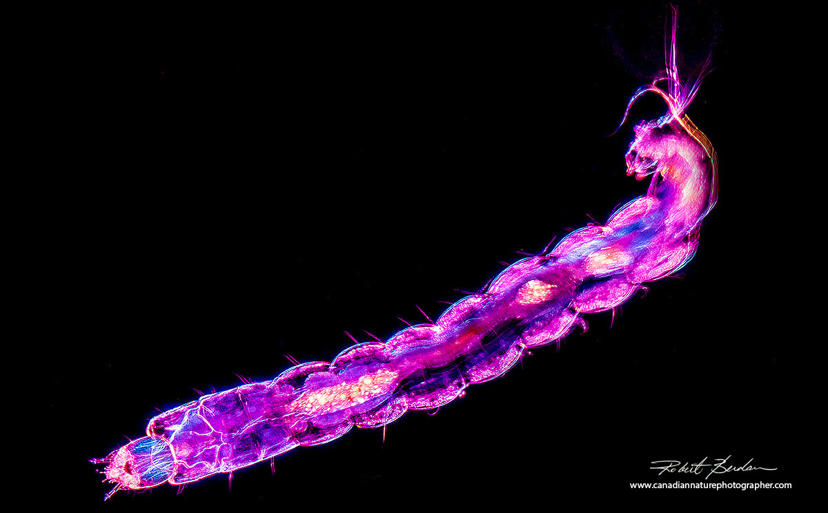 Chironomid larvae viewed by Darkfield microscopy by Robert Berdan ©
