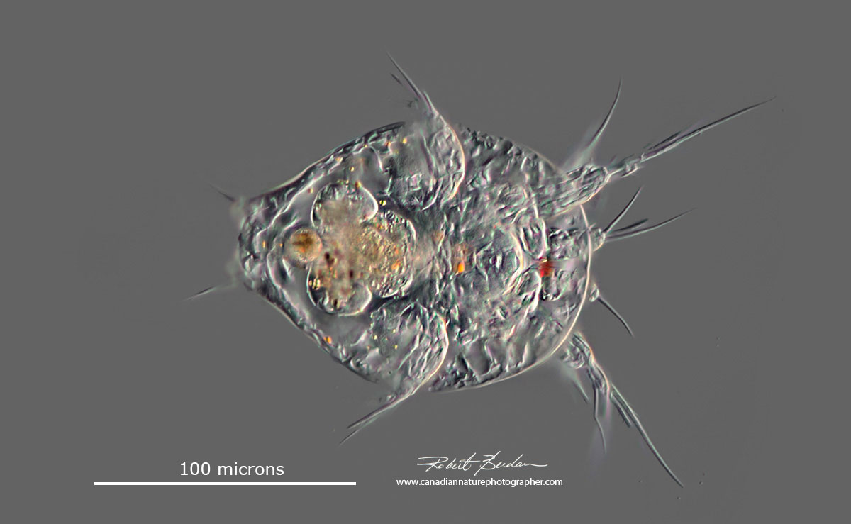 nauplius larva DIC microscopy Robert Berdan ©