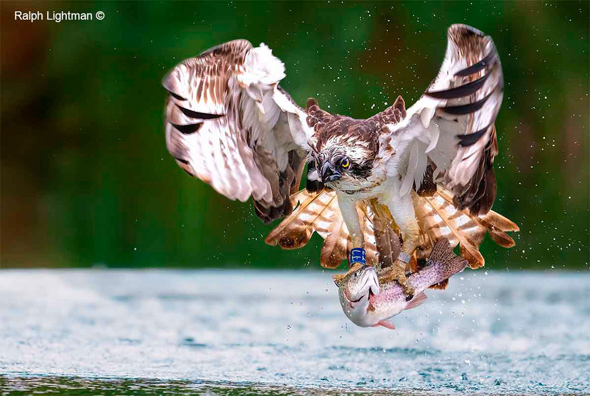 Osprey with fish by Ralph Lightman ©