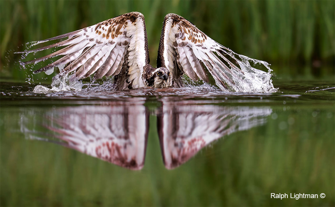 Osprey in water by Ralph Lightman 