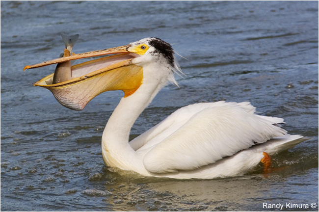 Pelican with fish by Randy Kimura ©