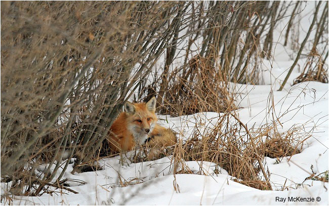 Red Fox by Ray Mckenzie ©