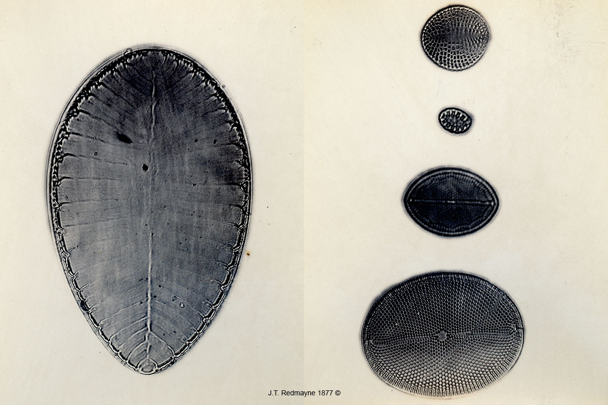 Diatoms by J.T. Redmayne Left: Plate 22 Surirella striatula 500X Right: Plate 28 1 Campyloneis grevilli, 2. Campyloneis regala, 3. Orthoneis fimbriata 4. Orthoenies splendida. 1977
