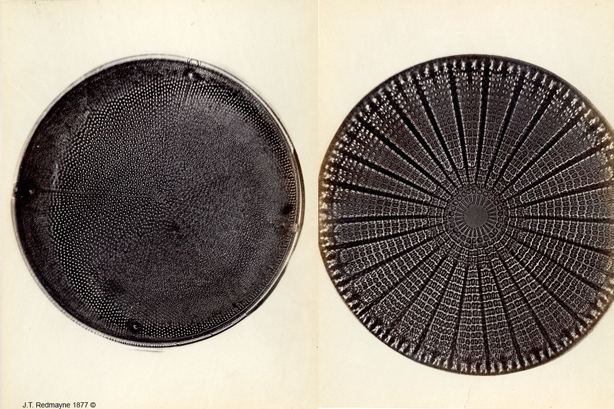 Diatoms by J. T. Redmayne Left: Plate 68 Aulacodiscus comborii Right: Plate 74 Arachnoiddiscus ornatus 500X  1877