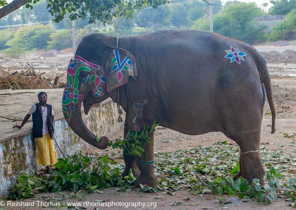 Decorated elephant India by Reinhard Thomas ©